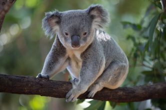 tourist visa to Australia from Fiji | Unique Education and Migration